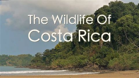 Costa Rica: Wildlife under the Rainbow
