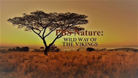 Wild Way of the Vikings