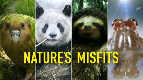 Nature's Misfits