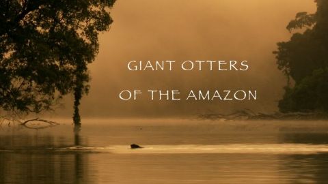 Giant Otters of the Amazon