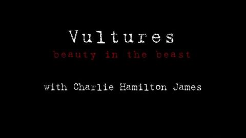 Vultures: Beauty in the Beast