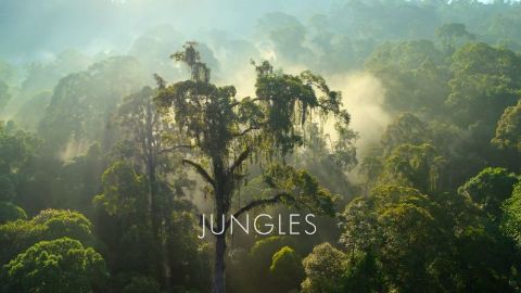 Jungles