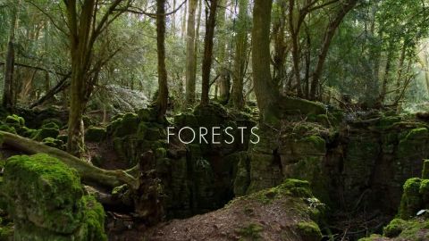 Forests