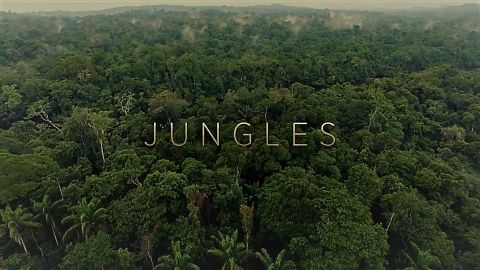 Jungles