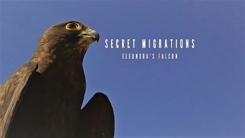Eleonora's Falcon