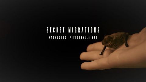 Nathusius' Pipistrelle Bat