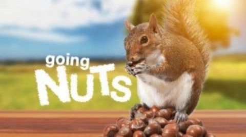 Going Nuts: Tales from Squirrel World