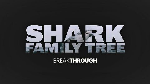 Shark Family Tree