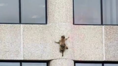 Skyscraper Raccoon