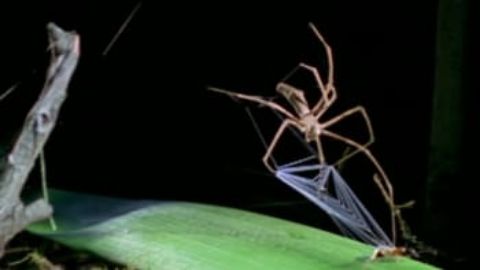 Zombie Spider