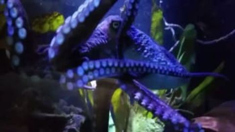 Octopus Houdini