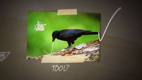 Snowboarding Crow