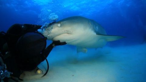 Cuddly Shark