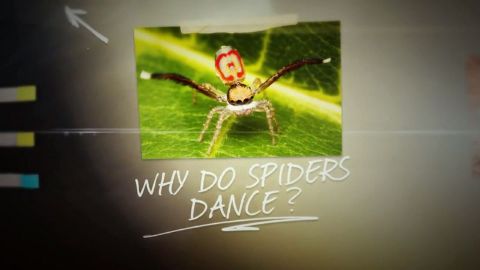 Disco Spider