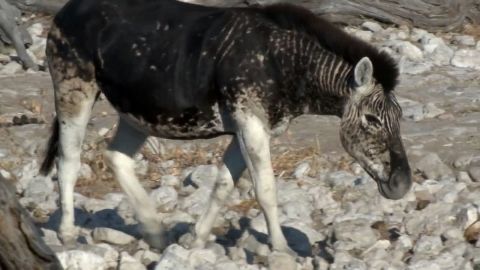 Stripless Zebra