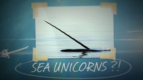Unicorn of the Sea