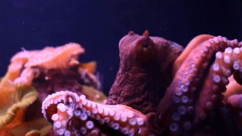 Octopus Throwdown