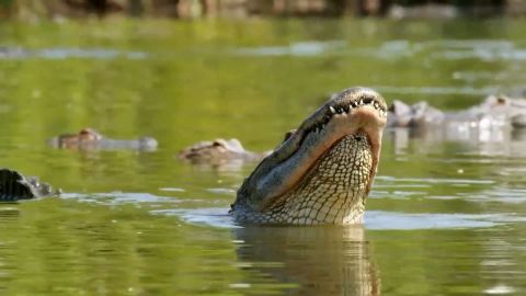 Alligator Bodyguards