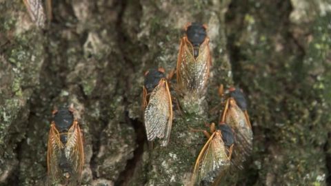 Bug Mathematician