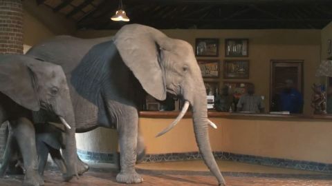Elephants in the Room