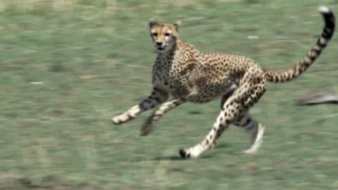 Hot Cheetah