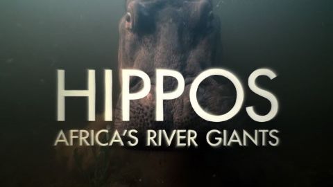 Hippos: Africa's River Giants
