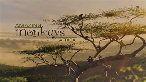 Africa