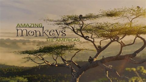 The Americas