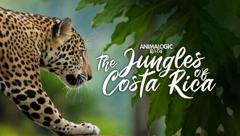 Animalogic Wild: The Jungles of Costa Rica