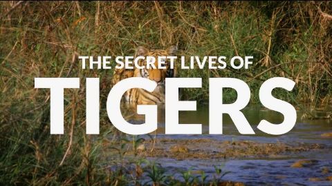 The Secret Lives of Tigers