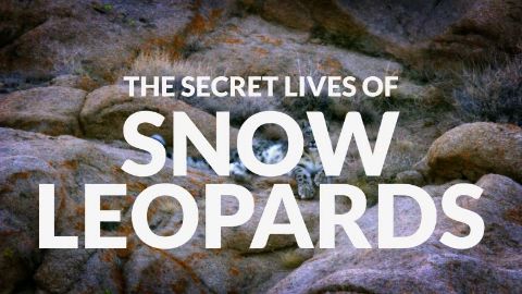 The Secret Lives of Snow Leopards