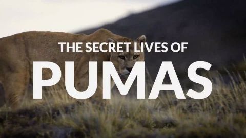 The Secret Lives of Pumas