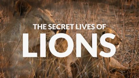 The Secret Lives of Lions