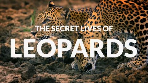 The Secret Lives of Leopards