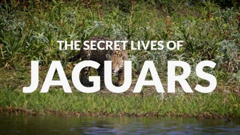 The Secret Lives of Jaguars