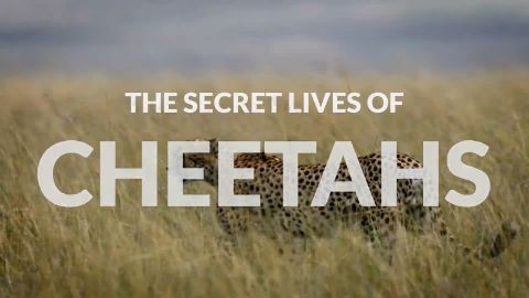 The Secret Lives of Cheetahs