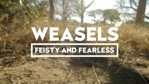 Weasels: Feisty and Fearless