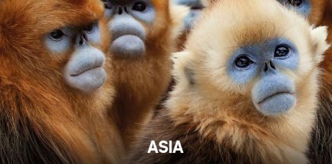 Asia