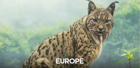 Europe