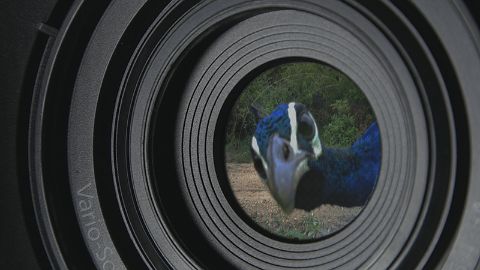 Animal Espionage