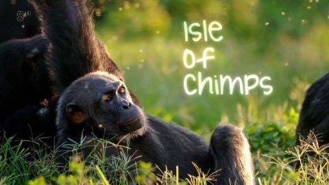 Chimp Island