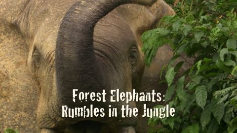 Forest Elephants: Rumbles in the Jungle