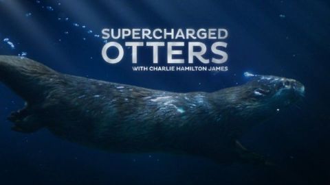 Supercharged Otters