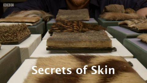 Secrets of Skin
