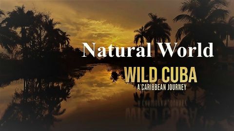 Wild Cuba a Caribbean Journey Part 1