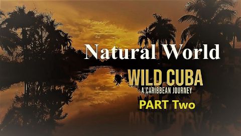 Wild Cuba a Caribbean Journey Part 2