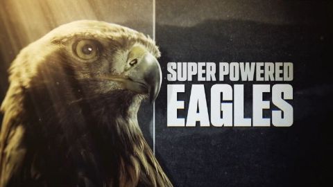 Super Powered Eagles