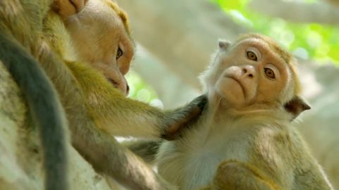A Life Among Monkeys