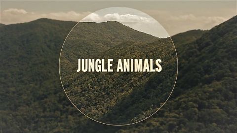 Jungle Animals