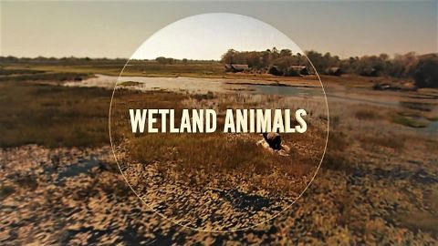 Wetland Animals